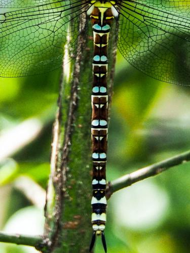 Aeshna cyanea